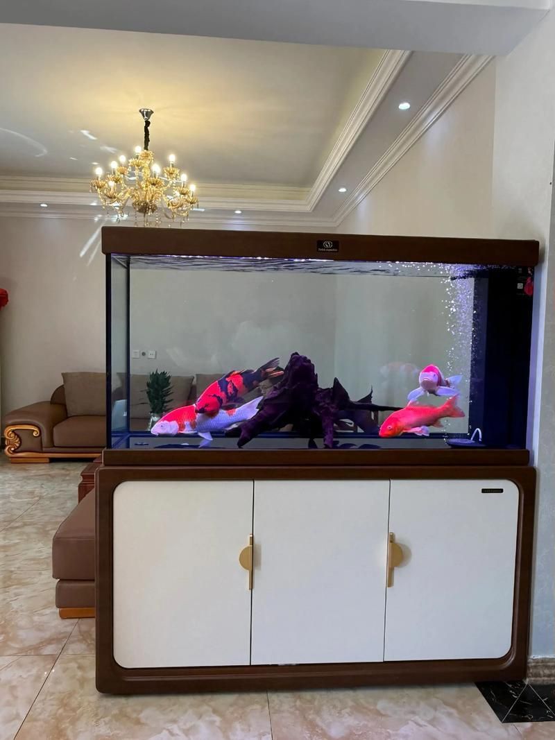 有哪些品牌推薦150cm魚缸？，哪些品牌推薦150cm魚缸？ 有哪些品牌推薦150cm魚缸？，哪些品牌推薦150cm魚缸？ 龍魚百科 第15張
