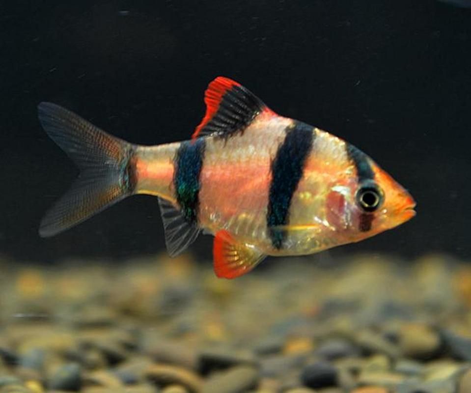 金三間魚的飼養方法，金三間魚的飼養