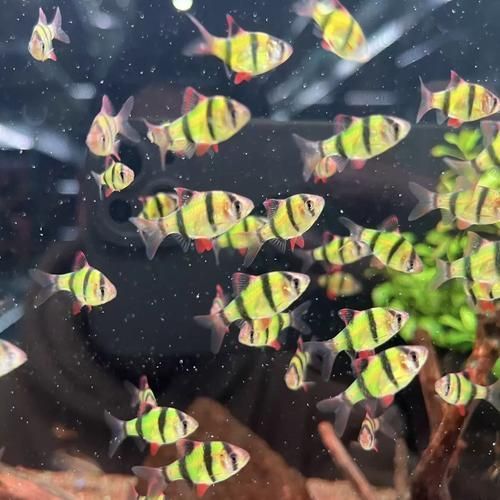 金三間魚的飼養方法，金三間魚的飼養