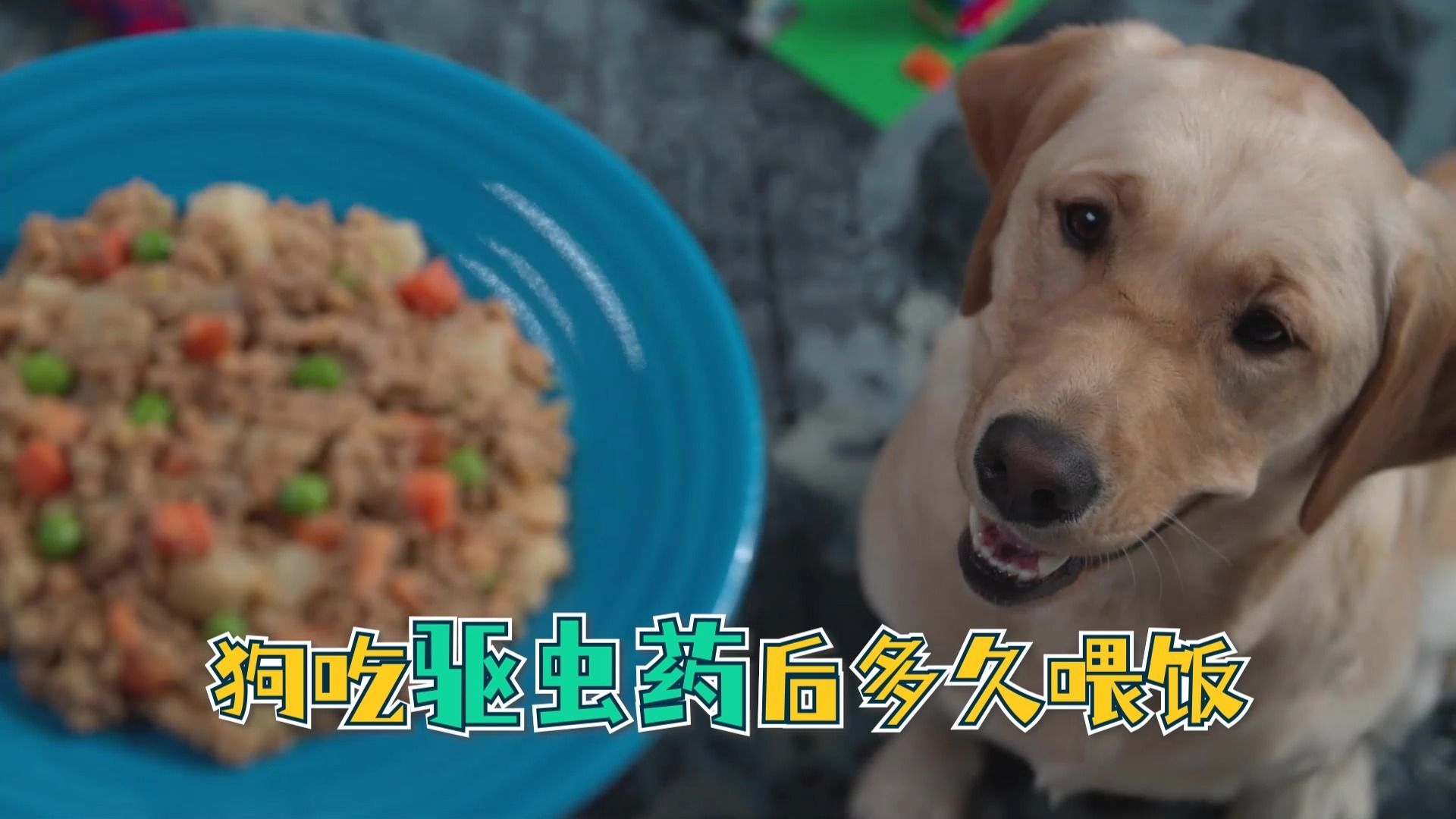 驅蟲后多久可以喂食，狗吃驅蟲后多久可以喂食狗吃驅蟲藥后多久可以喂食 驅蟲后多久可以喂食，狗吃驅蟲后多久可以喂食狗吃驅蟲藥后多久可以喂食 龍魚百科 第1張