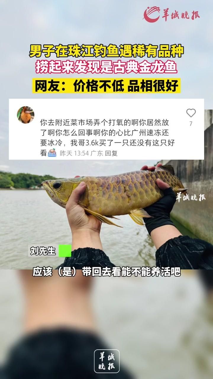 如何區分金龍魚的稀有品種，金龍魚的稀有品種 如何區分金龍魚的稀有品種，金龍魚的稀有品種 龍魚百科 第2張