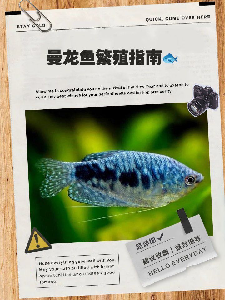 曼龍魚繁殖需要哪些條件，寵物食療坊，曼龍魚怎么繁殖 曼龍魚繁殖需要哪些條件，寵物食療坊，曼龍魚怎么繁殖 龍魚百科 第4張