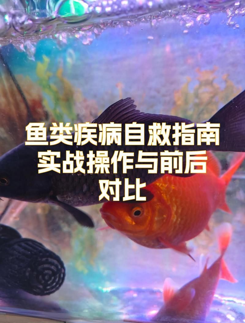哪些情況下需要隔離病魚，小米魚缸魚病隔離治療全攻略小米魚缸魚病自救指南 哪些情況下需要隔離病魚，小米魚缸魚病隔離治療全攻略小米魚缸魚病自救指南 龍魚百科 第2張