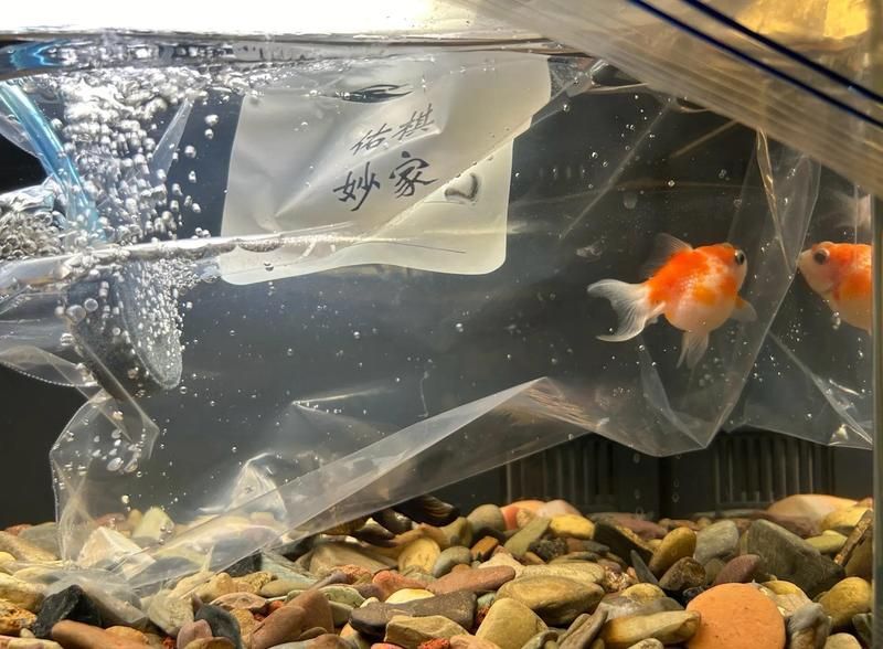 哪些情況下需要隔離病魚，小米魚缸魚病隔離治療全攻略小米魚缸魚病自救指南