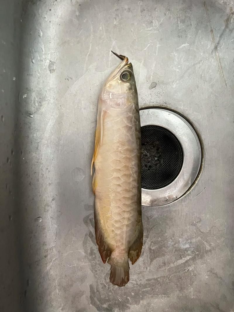 龍魚突然死亡后多久會開始腐爛,龍魚死亡后多久會開始腐爛調用arxiv論文助手 龍魚百科 第2張 龍魚突然死亡后多久會開始腐爛,龍魚死亡后多久會開始腐爛調用arxiv論文助手 龍魚突然死亡后多久會開始腐爛,龍魚死亡后多久會開始腐爛調用arxiv論文助手 龍魚百科 第2張