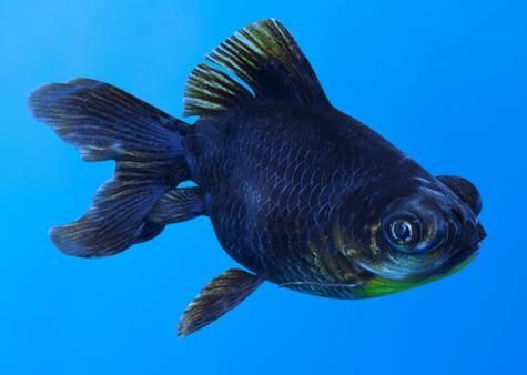 給我一些飼養(yǎng)黑龍睛的 tips，飼養(yǎng)黑龍睛金魚的完整指南