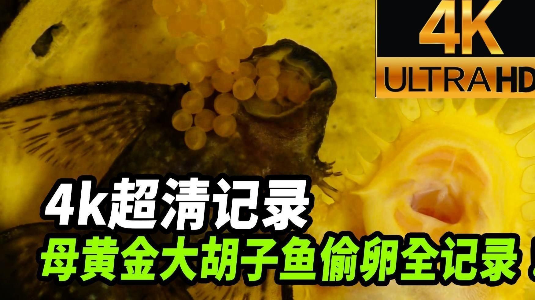 南美異型魚多久性成熟？ 南美異型魚多久性成熟？ 龍魚百科 第2張