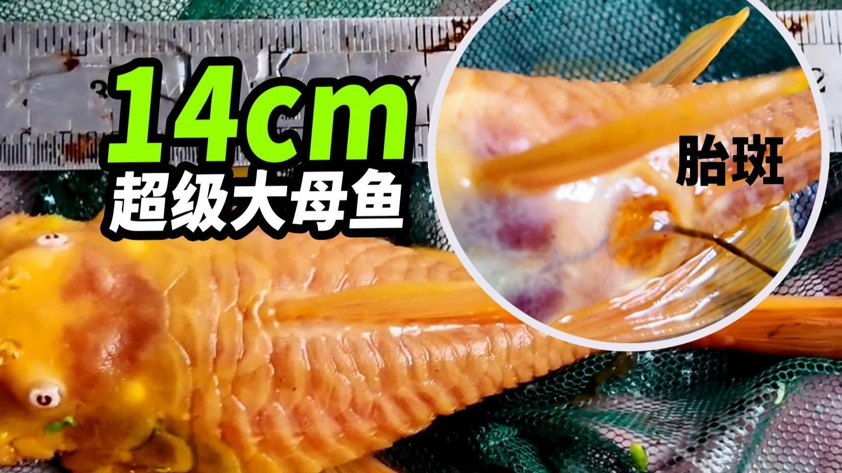 南美異型魚多久性成熟？ 南美異型魚多久性成熟？ 龍魚百科 第1張