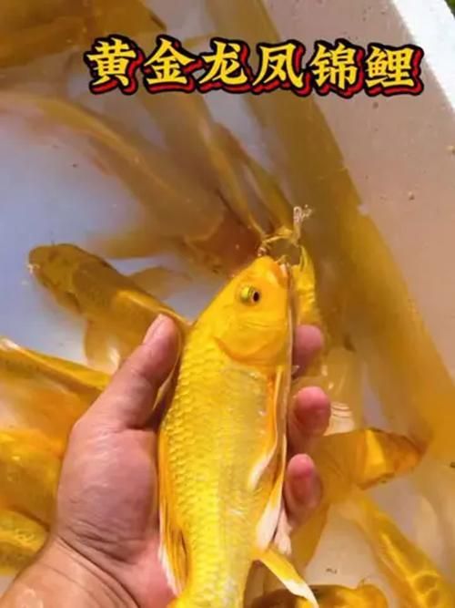 給我一些龍鳳錦鯉的圖片，龍鳳錦鯉的價格是多少 給我一些龍鳳錦鯉的圖片，龍鳳錦鯉的價格是多少 龍魚百科 第10張