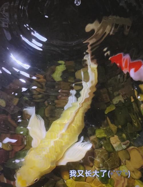 給我一些龍鳳錦鯉的圖片，龍鳳錦鯉的價格是多少 給我一些龍鳳錦鯉的圖片，龍鳳錦鯉的價格是多少 龍魚百科 第9張