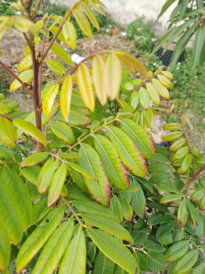 龍眼爛尾病能治好嗎,龍眼爛尾病能治好嗎, 龍魚百科 第5張 龍眼爛尾病能治好嗎,龍眼爛尾病能治好嗎, 龍眼爛尾病能治好嗎,龍眼爛尾病能治好嗎, 龍魚百科 第5張