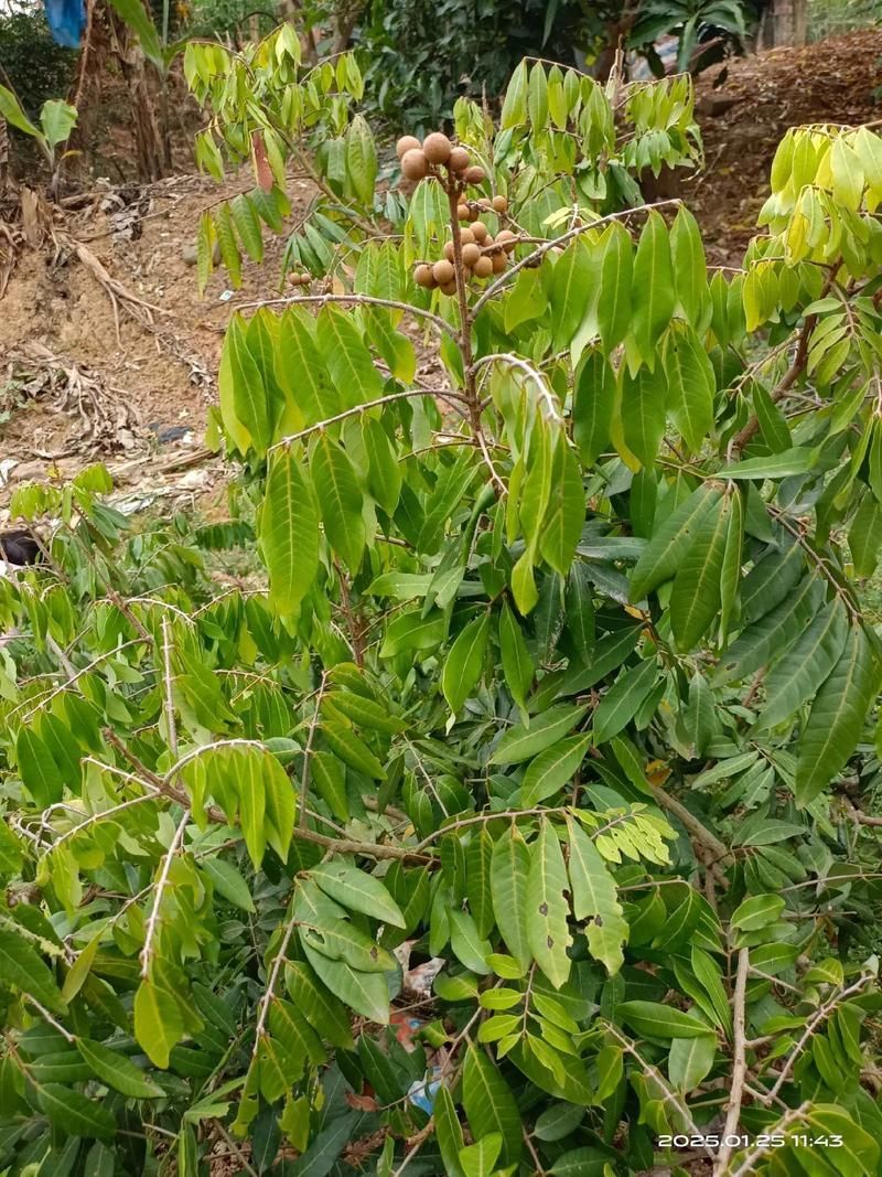 龍眼爛尾病能治好嗎,龍眼爛尾病能治好嗎, 龍魚百科 第4張 龍眼爛尾病能治好嗎,龍眼爛尾病能治好嗎, 龍眼爛尾病能治好嗎,龍眼爛尾病能治好嗎, 龍魚百科 第4張