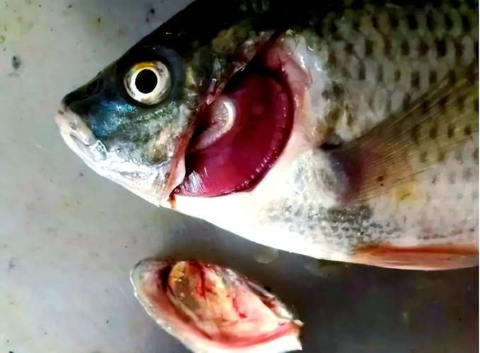 給我更多金龍魚寄生蟲的圖片，關于金龍魚寄生蟲的問題 給我更多金龍魚寄生蟲的圖片，關于金龍魚寄生蟲的問題 龍魚百科 第12張
