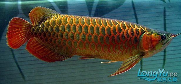 如何判斷龍魚品種的稀有度?,arxiv論文助手arxiv論文助手判斷龍魚品種的稀有度 龍魚百科 第2張 如何判斷龍魚品種的稀有度?,arxiv論文助手arxiv論文助手判斷龍魚品種的稀有度 如何判斷龍魚品種的稀有度?,arxiv論文助手arxiv論文助手判斷龍魚品種的稀有度 龍魚百科 第2張