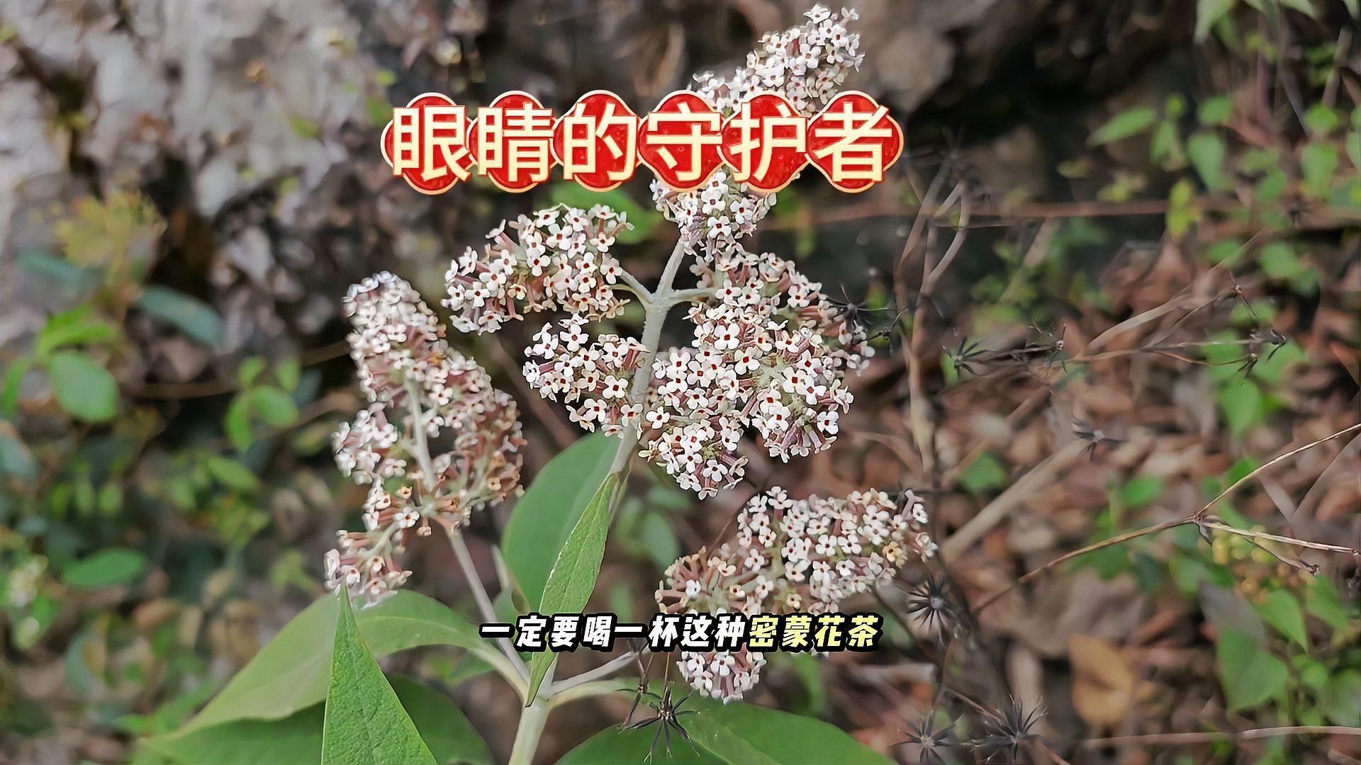 哪些中藥對蒙眼病最有效，哪些中藥對蒙眼病最有效，蒙眼病在中醫中常歸屬于“青盲”等范疇