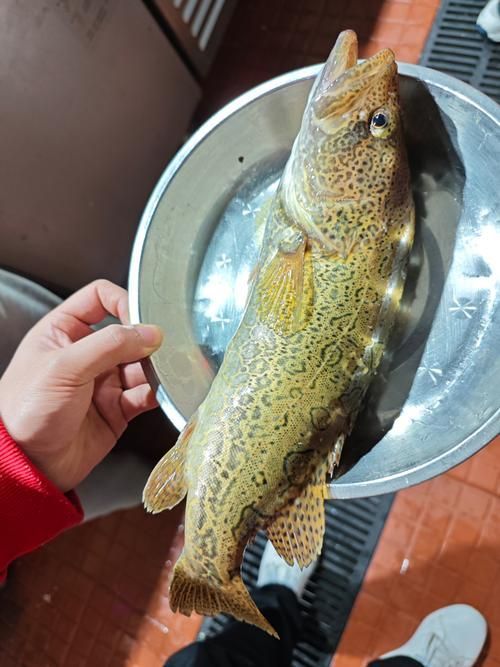 給我一些桂魚的圖片,中國四大淡水名魚之一——桂魚 龍魚百科 第3張 給我一些桂魚的圖片,中國四大淡水名魚之一——桂魚 給我一些桂魚的圖片,中國四大淡水名魚之一——桂魚 龍魚百科 第3張