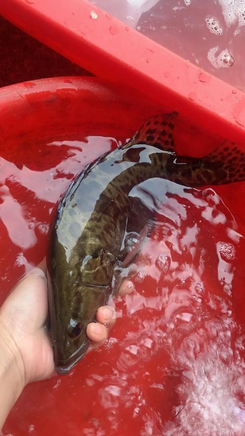 給我一些桂魚的圖片,中國四大淡水名魚之一——桂魚 龍魚百科 第2張 給我一些桂魚的圖片,中國四大淡水名魚之一——桂魚 給我一些桂魚的圖片,中國四大淡水名魚之一——桂魚 龍魚百科 第2張
