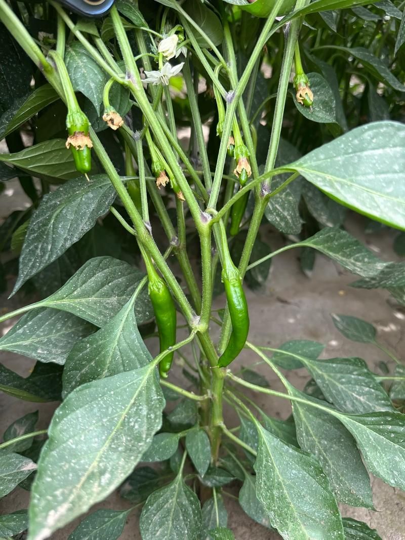 紅龍辣椒的種植技術(shù)，紅龍辣椒種植技術(shù)規(guī)劃