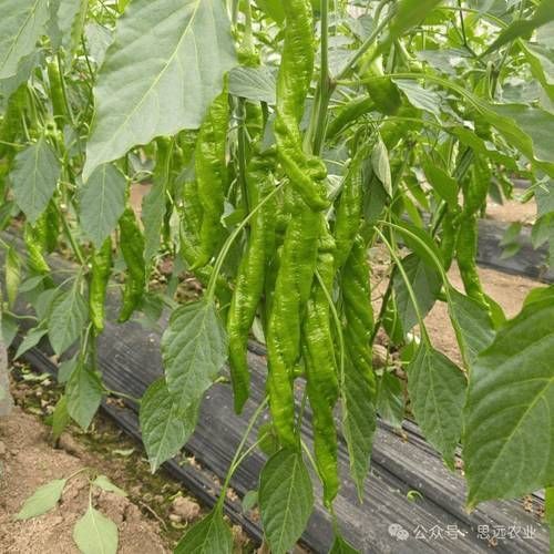 紅龍辣椒的種植技術(shù)，紅龍辣椒種植技術(shù)規(guī)劃