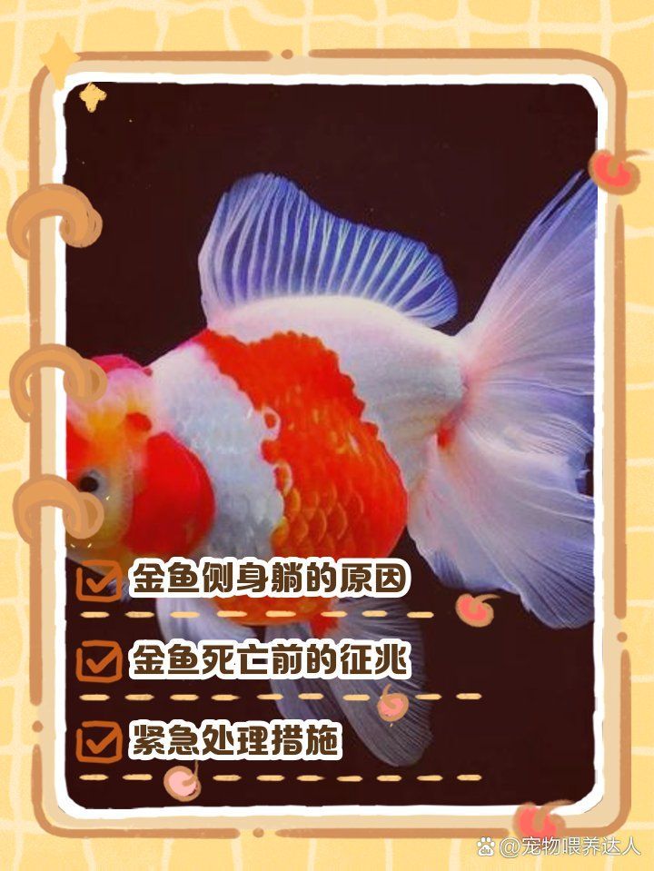 如何判斷金魚是否即將死亡，如何判斷金魚是否即將死亡所需的科學依據與科學依據與視覺素材 如何判斷金魚是否即將死亡，如何判斷金魚是否即將死亡所需的科學依據與科學依據與視覺素材 龍魚百科 第3張