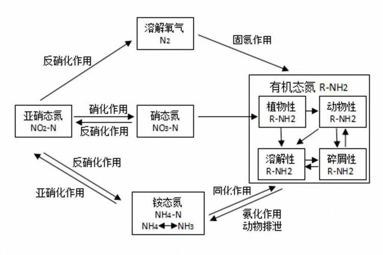 如何判斷硝化菌是否死亡，如何判斷硝化菌是否死亡的科學依據與實操判斷指南 如何判斷硝化菌是否死亡，如何判斷硝化菌是否死亡的科學依據與實操判斷指南 龍魚百科 第4張