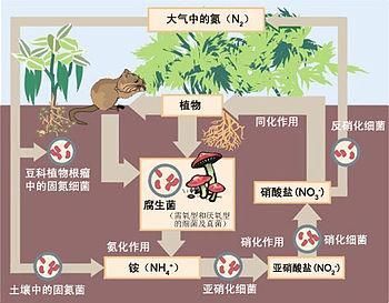 如何判斷硝化菌是否死亡，如何判斷硝化菌是否死亡的科學依據與實操判斷指南 如何判斷硝化菌是否死亡，如何判斷硝化菌是否死亡的科學依據與實操判斷指南 龍魚百科 第6張