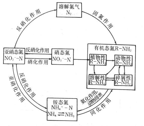 如何判斷硝化菌是否死亡，如何判斷硝化菌是否死亡的科學依據與實操判斷指南 如何判斷硝化菌是否死亡，如何判斷硝化菌是否死亡的科學依據與實操判斷指南 龍魚百科 第3張