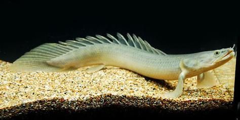 恐龍王魚，“恐龍王魚”并非一個標準的生物學或古生物學分類名稱 恐龍王魚，“恐龍王魚”并非一個標準的生物學或古生物學分類名稱 龍魚百科 第4張