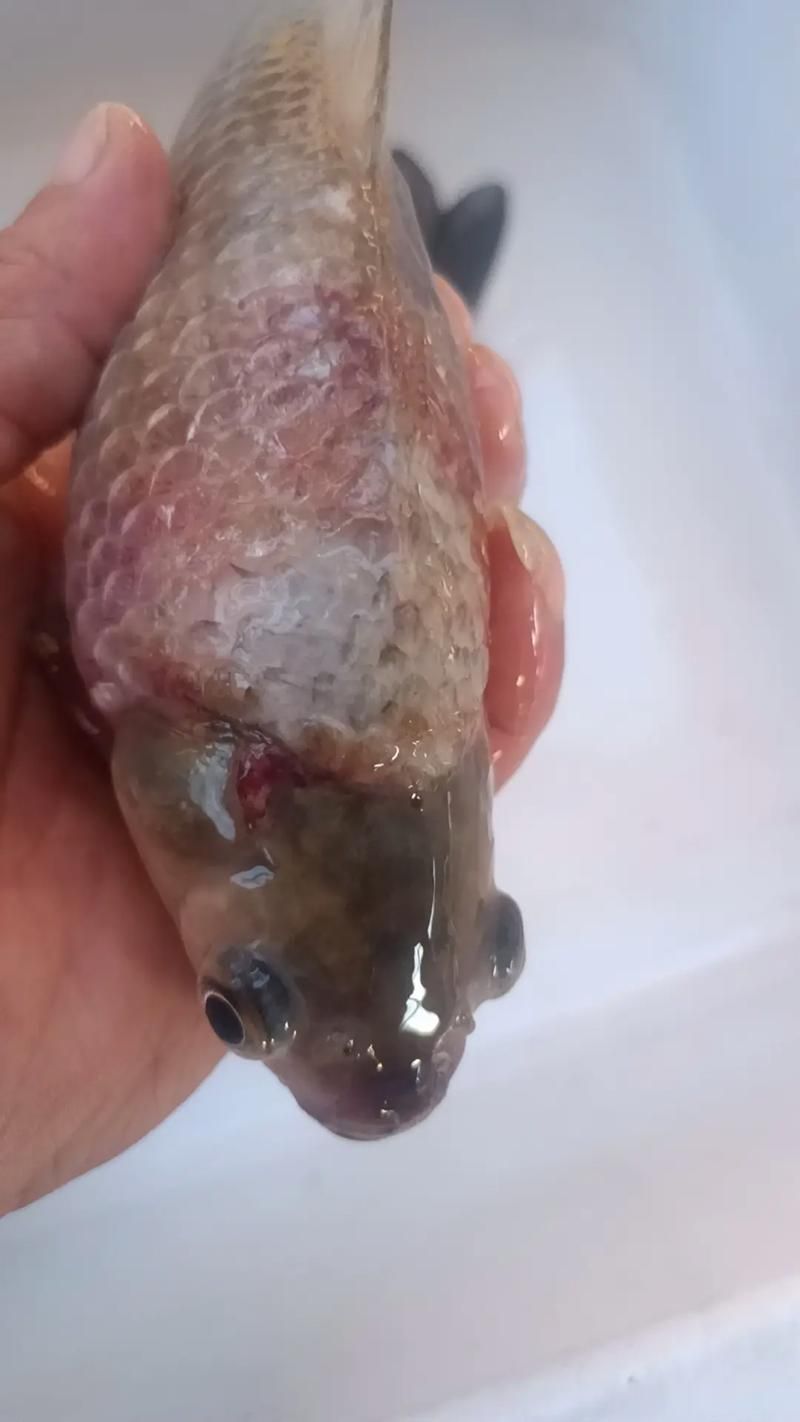如何判斷金魚魚鱗是否脫落，如何判斷金魚魚鱗是否脫落調(diào)用工具arxiv論文助手 如何判斷金魚魚鱗是否脫落，如何判斷金魚魚鱗是否脫落調(diào)用工具arxiv論文助手 龍魚百科 第6張