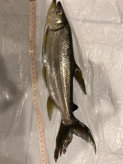 如何飼養(yǎng)白金猛魚?,如何飼養(yǎng)白金猛魚 龍魚百科 第8張 如何飼養(yǎng)白金猛魚?,如何飼養(yǎng)白金猛魚 如何飼養(yǎng)白金猛魚?,如何飼養(yǎng)白金猛魚 龍魚百科 第8張