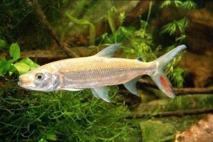 如何飼養白金猛魚？，如何飼養白金猛魚