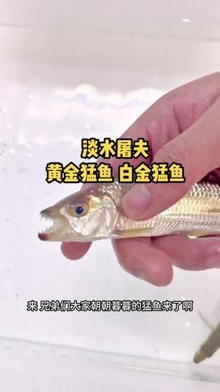 如何飼養(yǎng)白金猛魚?,如何飼養(yǎng)白金猛魚 龍魚百科 第5張 如何飼養(yǎng)白金猛魚?,如何飼養(yǎng)白金猛魚 如何飼養(yǎng)白金猛魚?,如何飼養(yǎng)白金猛魚 龍魚百科 第5張