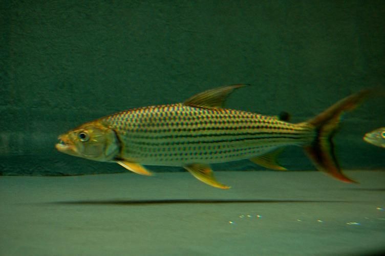 如何飼養(yǎng)白金猛魚?,如何飼養(yǎng)白金猛魚 龍魚百科 第6張 如何飼養(yǎng)白金猛魚?,如何飼養(yǎng)白金猛魚 如何飼養(yǎng)白金猛魚?,如何飼養(yǎng)白金猛魚 龍魚百科 第6張