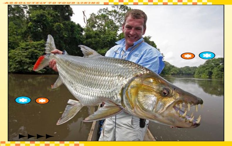 如何飼養(yǎng)白金猛魚?,如何飼養(yǎng)白金猛魚 龍魚百科 第4張 如何飼養(yǎng)白金猛魚?,如何飼養(yǎng)白金猛魚 如何飼養(yǎng)白金猛魚?,如何飼養(yǎng)白金猛魚 龍魚百科 第4張