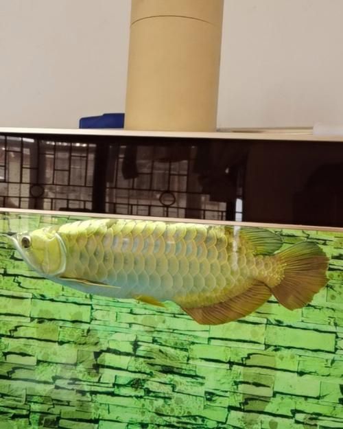 給我推薦幾款適合過背金龍的魚缸,過背金龍魚缸怎么選 龍魚百科 第9張 給我推薦幾款適合過背金龍的魚缸,過背金龍魚缸怎么選 給我推薦幾款適合過背金龍的魚缸,過背金龍魚缸怎么選 龍魚百科 第9張