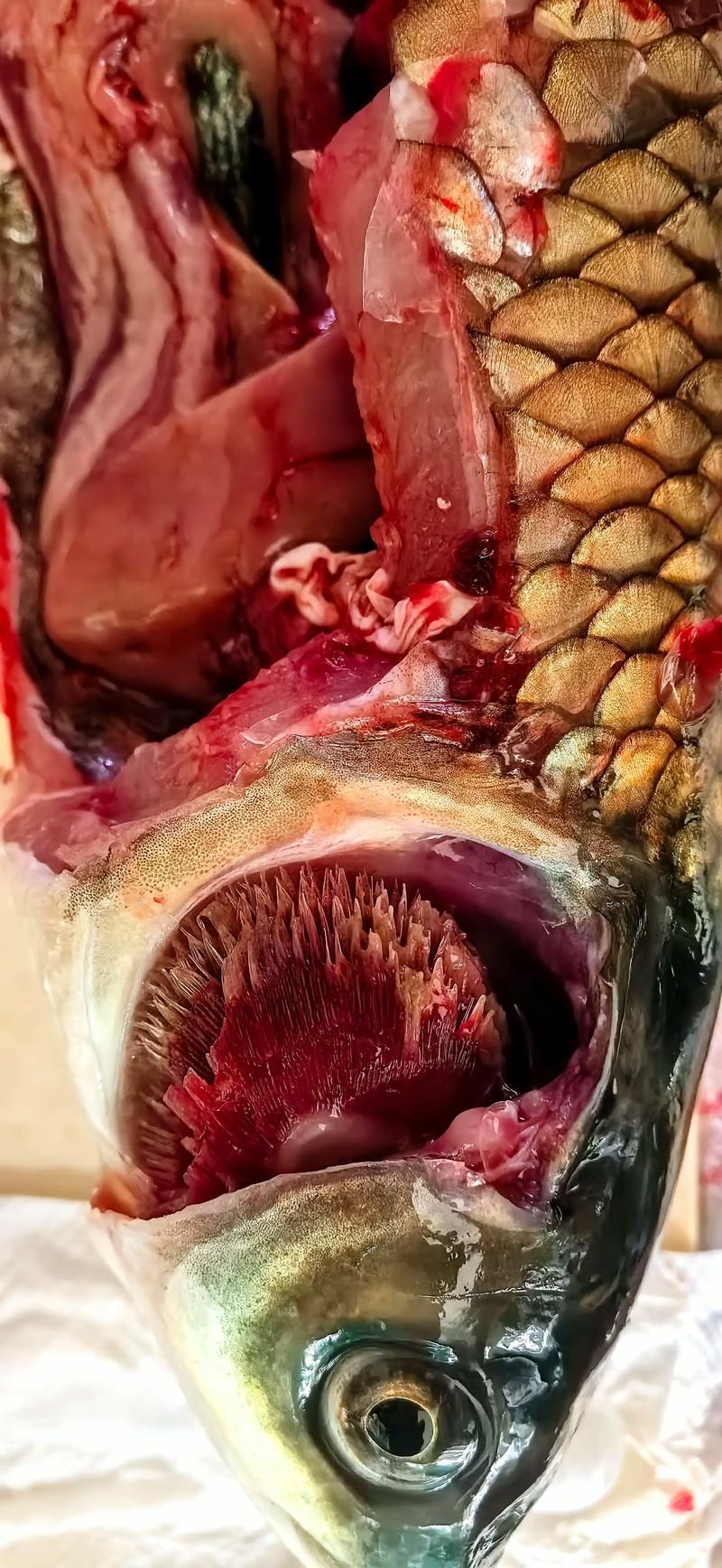 如何判斷龍魚鰓蓋傷是否感染，如何判斷龍魚鰓蓋傷是否感染是否感染的系統性信息 如何判斷龍魚鰓蓋傷是否感染，如何判斷龍魚鰓蓋傷是否感染是否感染的系統性信息 龍魚百科 第4張
