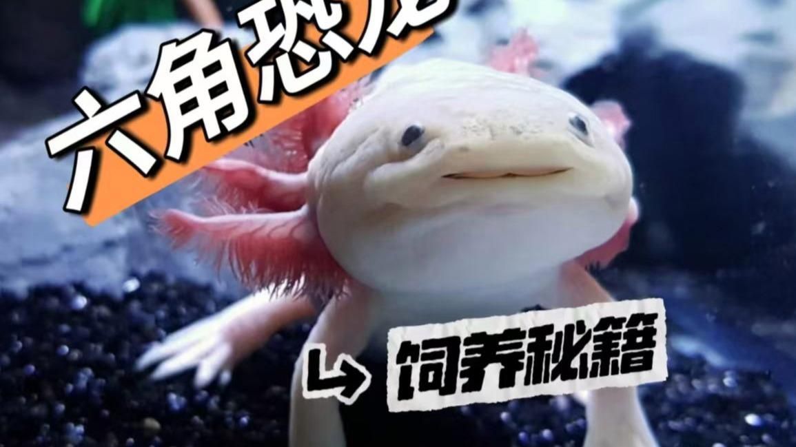 如何預防恐龍魚腹水 如何預防恐龍魚腹水 龍魚百科 第1張