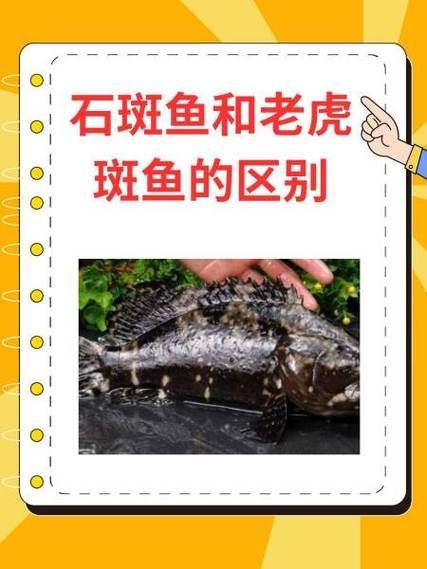 如何判斷虎斑恐龍魚的健康狀況？，虎斑恐龍魚（pangasianodonhypophthalmus）健康狀況 如何判斷虎斑恐龍魚的健康狀況？，虎斑恐龍魚（pangasianodonhypophthalmus）健康狀況 龍魚百科 第2張