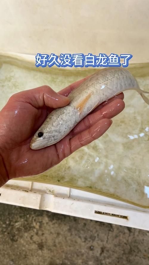 紅龍魚、金龍魚、白龍魚哪個最稀有？，紅龍魚、金龍魚、白龍魚、金龍魚、白龍魚的區別