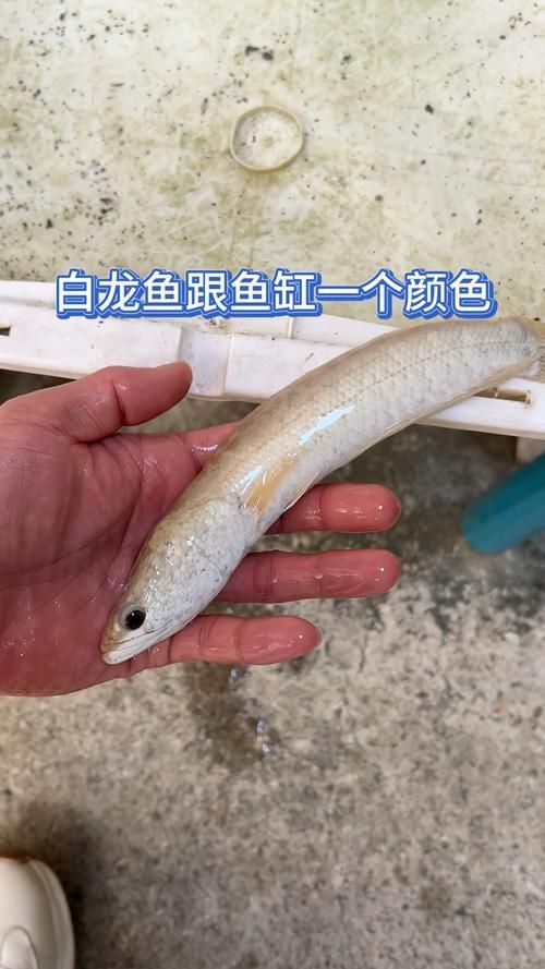 紅龍魚、金龍魚、白龍魚哪個最稀有？，紅龍魚、金龍魚、白龍魚、金龍魚、白龍魚的區別