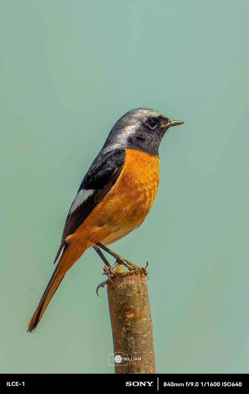 平頭和金冠哪個(gè)更稀有，“平頭”和“金冠”哪個(gè)更稀有？ 平頭和金冠哪個(gè)更稀有，“平頭”和“金冠”哪個(gè)更稀有？ 龍魚百科 第1張