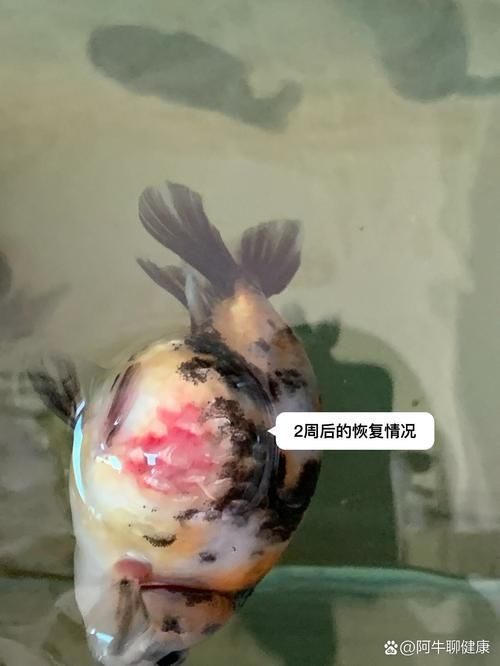 能否提供魚體充血的圖片示例，魚體充血能自愈嗎