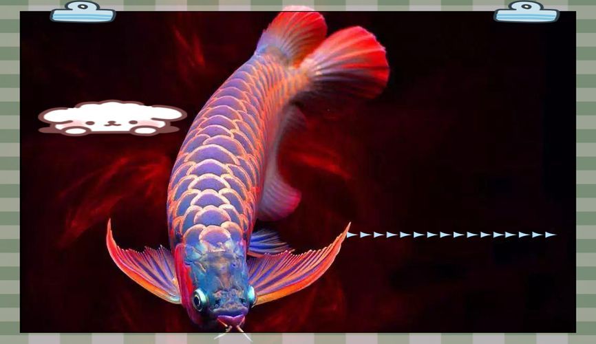 給我一些風水龍魚的圖片，風水魚之王——風水龍魚 給我一些風水龍魚的圖片，風水魚之王——風水龍魚 龍魚百科 第7張