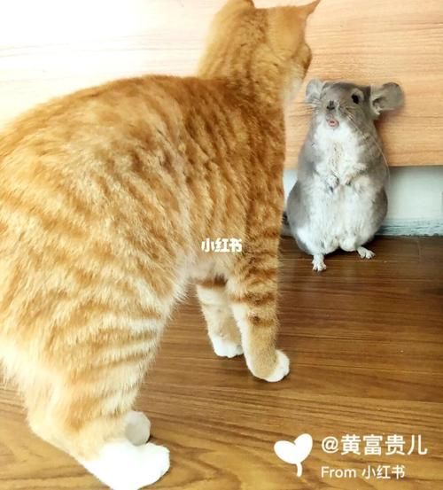 龍貓和貓的互動視頻示例 龍魚百科 第5張 龍貓和貓的互動視頻示例 龍貓和貓的互動視頻示例 龍魚百科 第5張