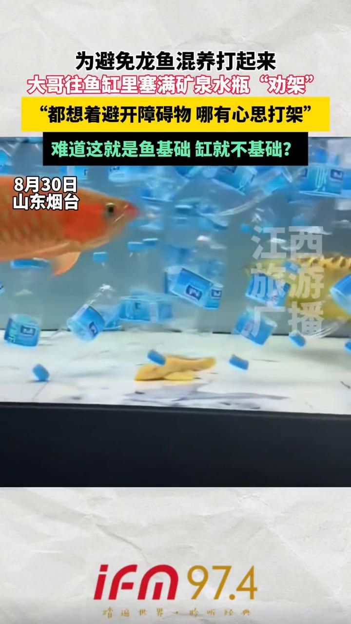 如何緩解龍魚混養時的沖突，龍魚混養時的沖突可以采取以下措施緩解龍魚混養時的沖突 如何緩解龍魚混養時的沖突，龍魚混養時的沖突可以采取以下措施緩解龍魚混養時的沖突 龍魚百科 第1張