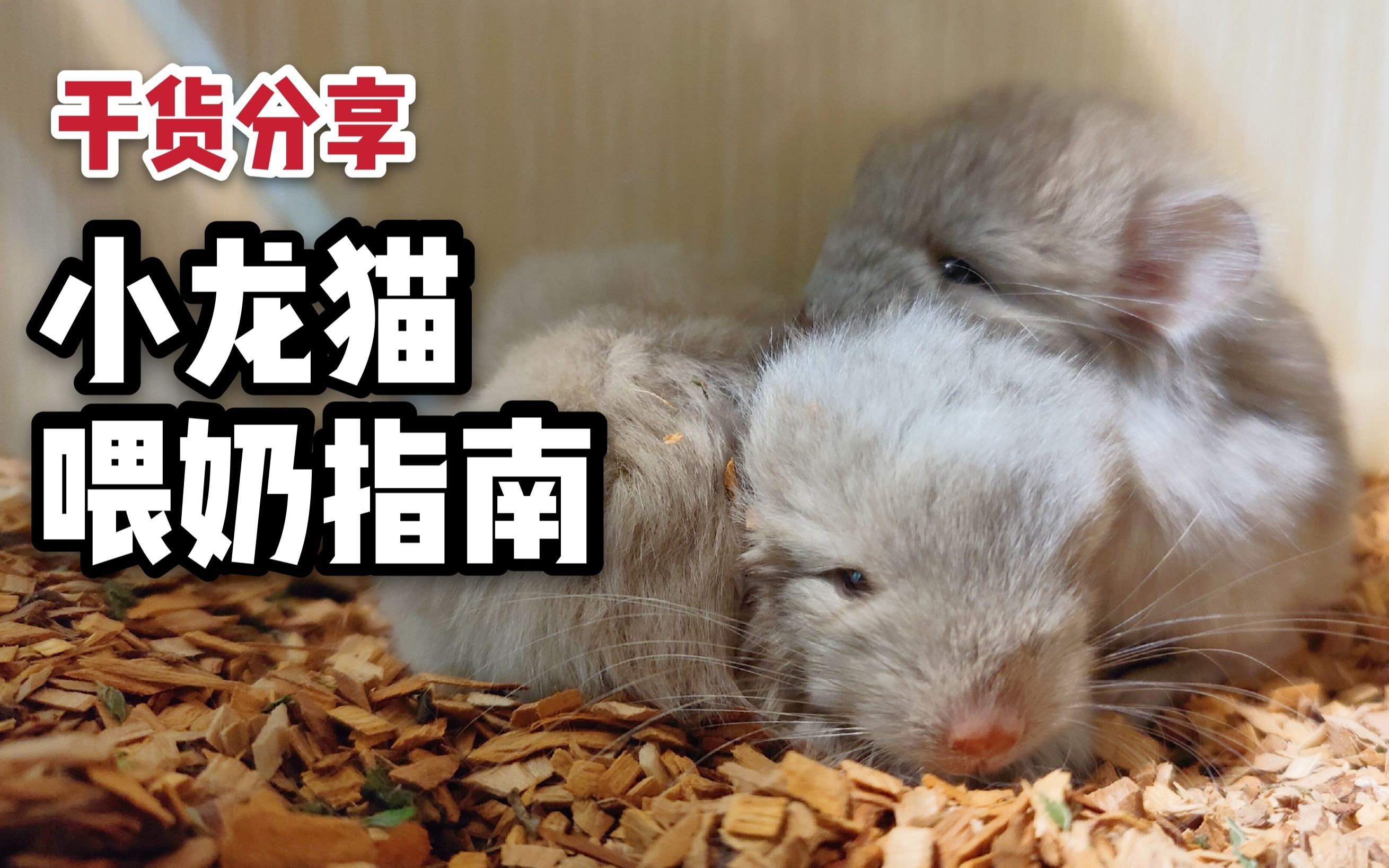 龍貓幼崽出生后如何護理，龍貓寶寶護理全攻略 龍貓幼崽出生后如何護理，龍貓寶寶護理全攻略 龍魚百科 第3張