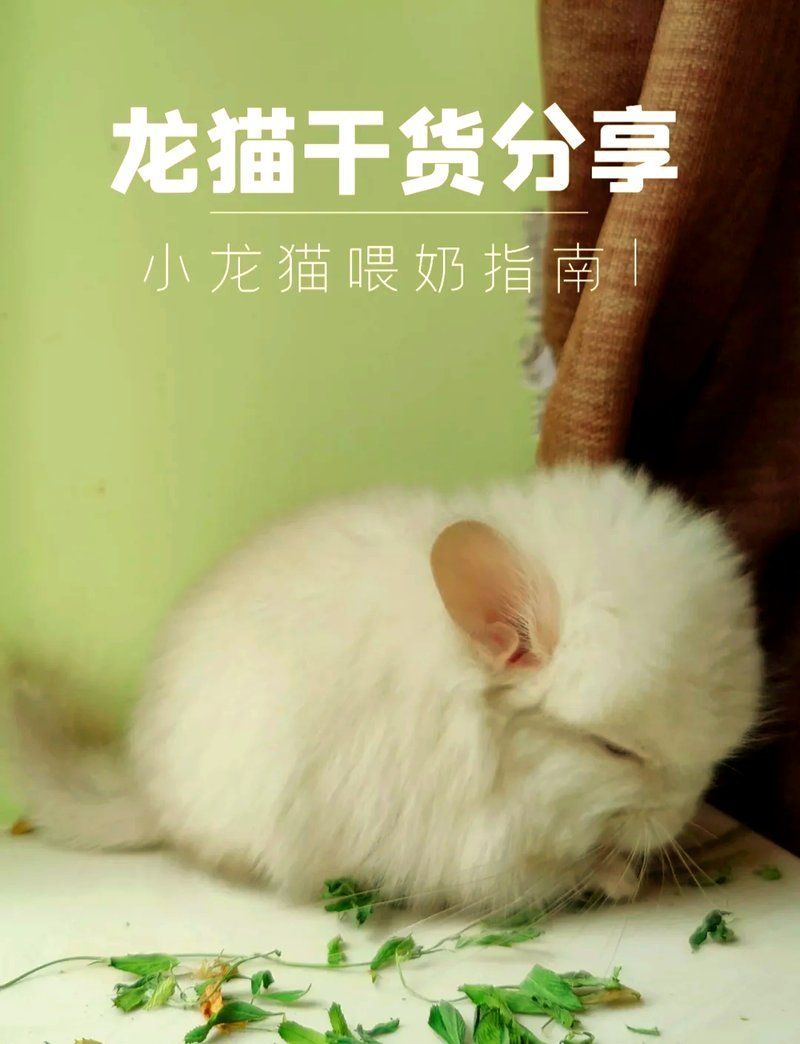 龍貓幼崽出生后如何護(hù)理，龍貓寶寶護(hù)理全攻略