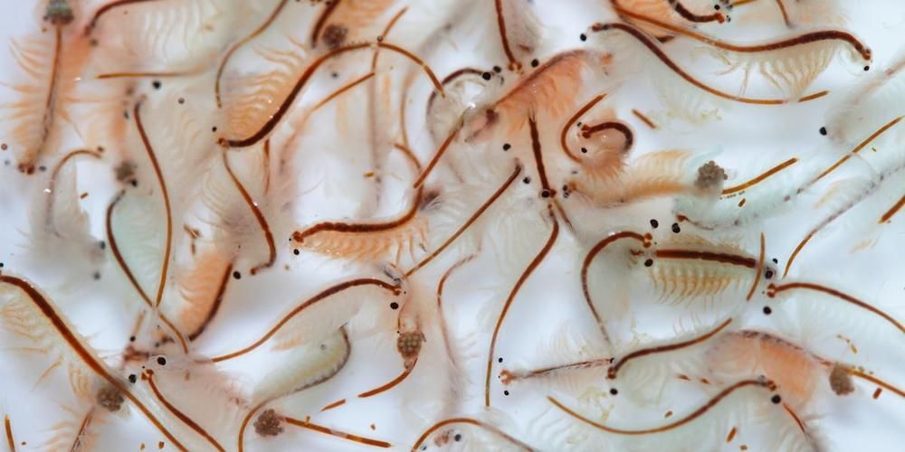如何調整龍魚飼料以適應情況？，如何調整龍魚飼料以適應不同情況？