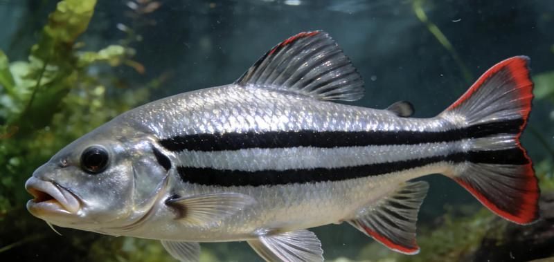 帝王三間魚(yú)的價(jià)格是多少？，帝王三間魚(yú)價(jià)格全解析，新手必看