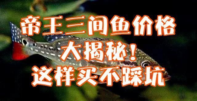 帝王三間魚的價格是多少？，帝王三間魚價格全解析，新手必看